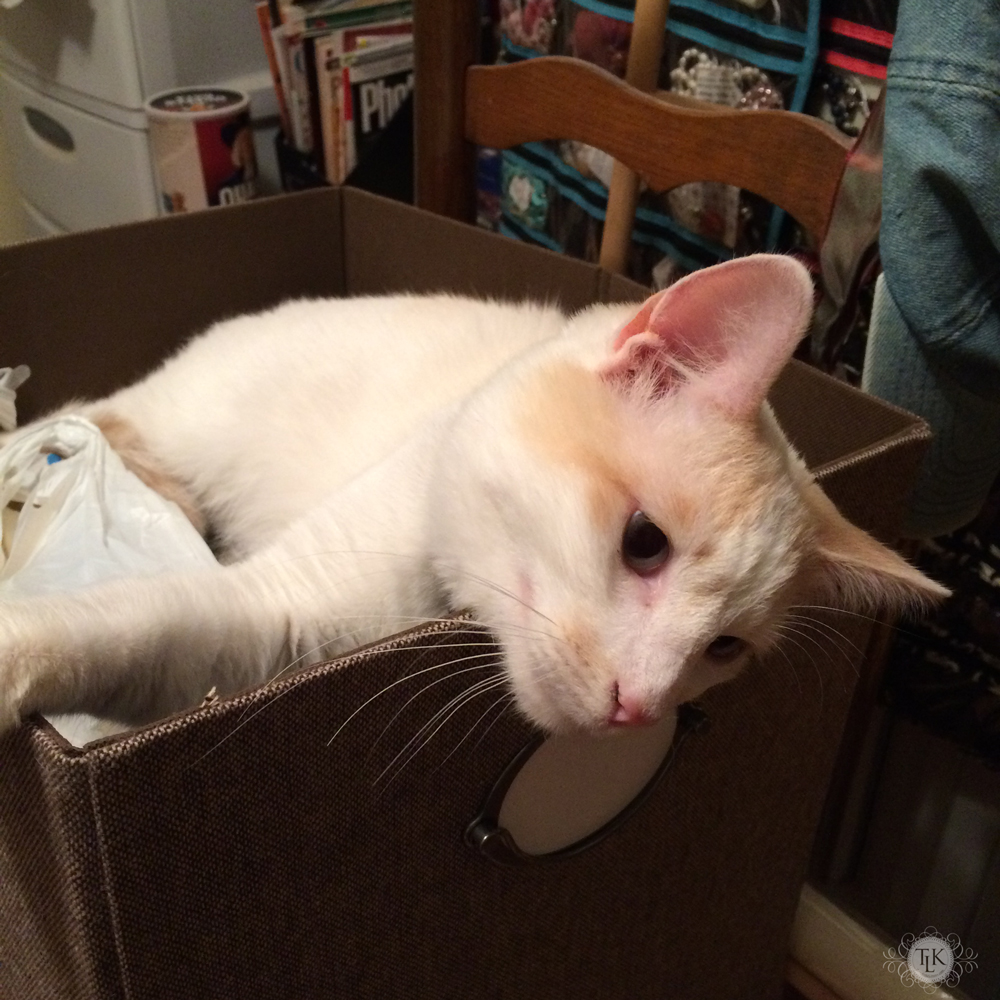 THREE LITTLE KITTENS BLOG | Spencer Snoozing in a Storage Cube