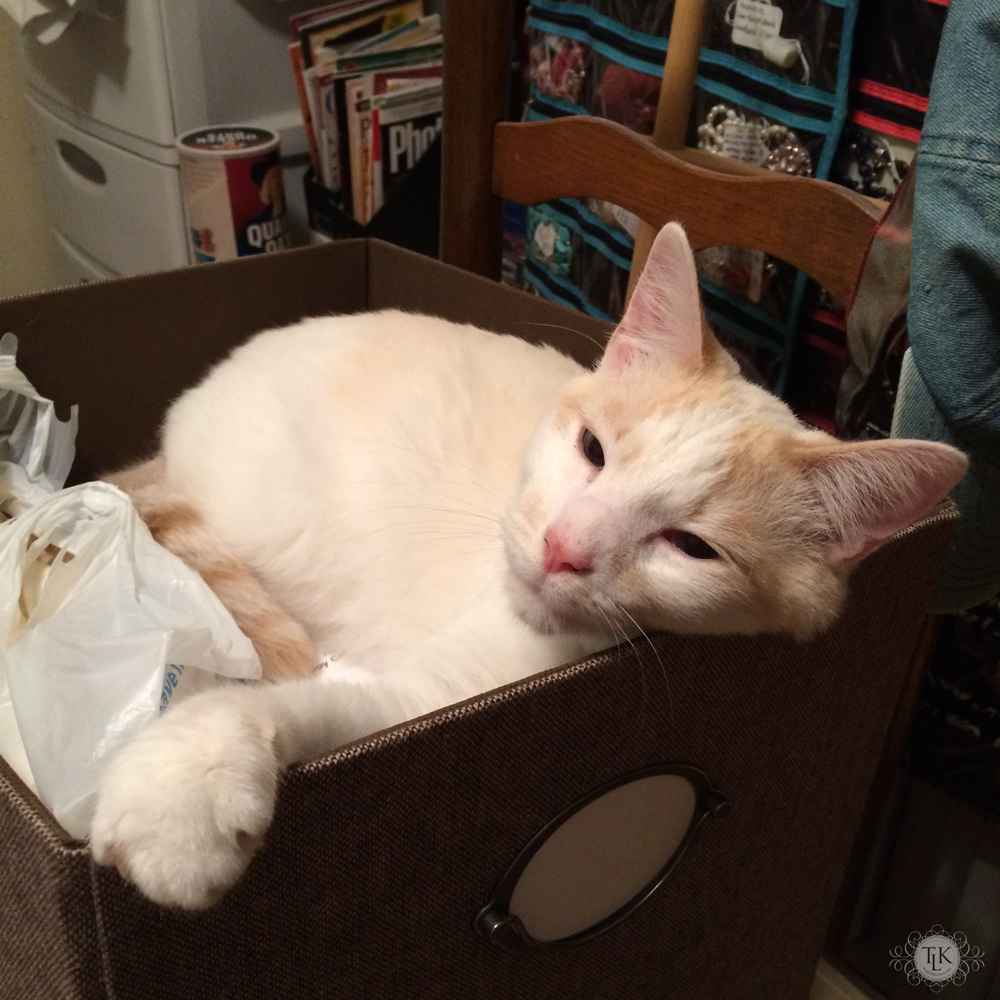 THREE LITTLE KITTENS BLOG | Spencer Snoozing in a Storage Cube