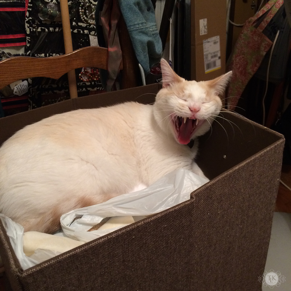 THREE LITTLE KITTENS BLOG | Spencer Snoozing in a Storage Cube