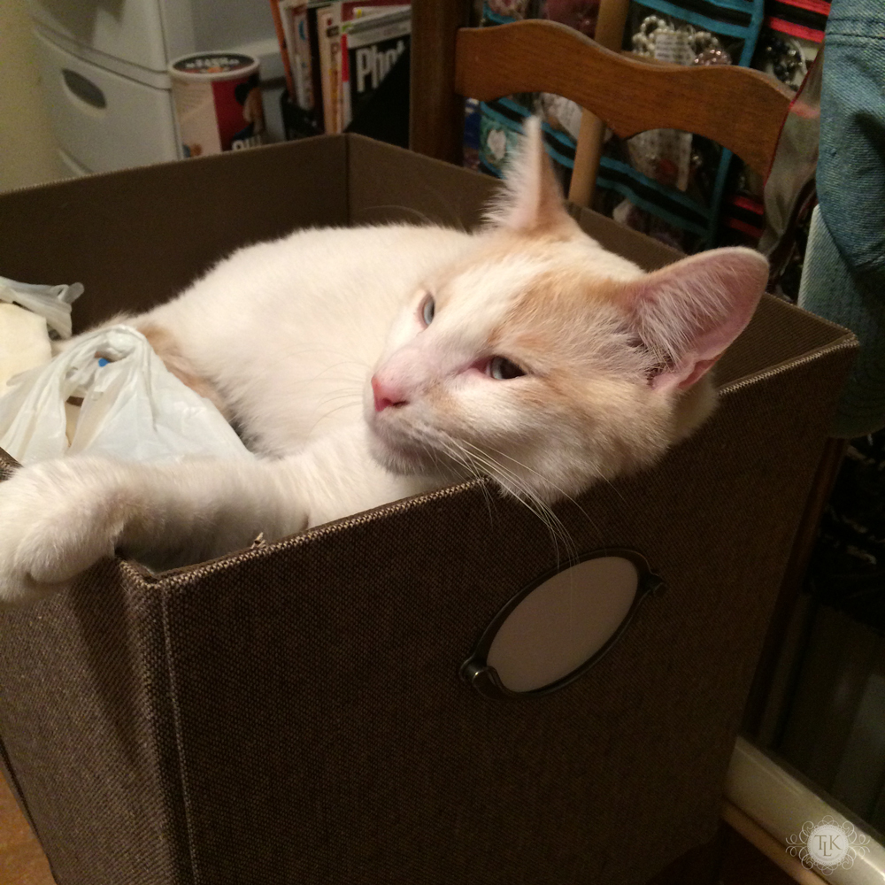 THREE LITTLE KITTENS BLOG | Spencer Snoozing in a Storage Cube