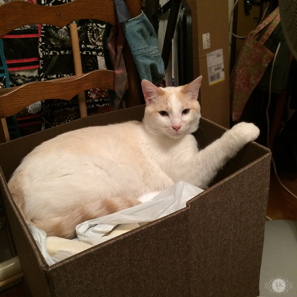 THREE LITTLE KITTENS BLOG | Spencer Snoozing in a Storage Cube