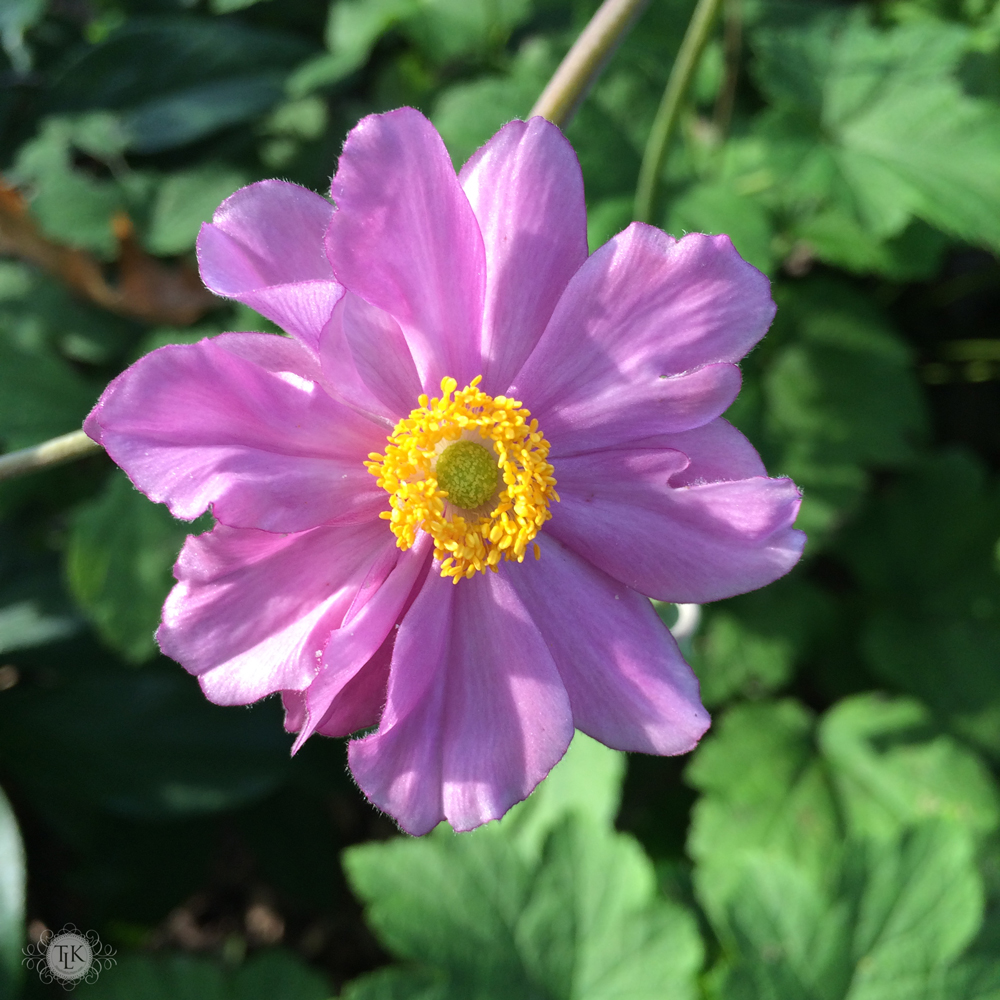 THREE LITTLE KITTENS BLOG | Sunday Bliss - Fall Anemone