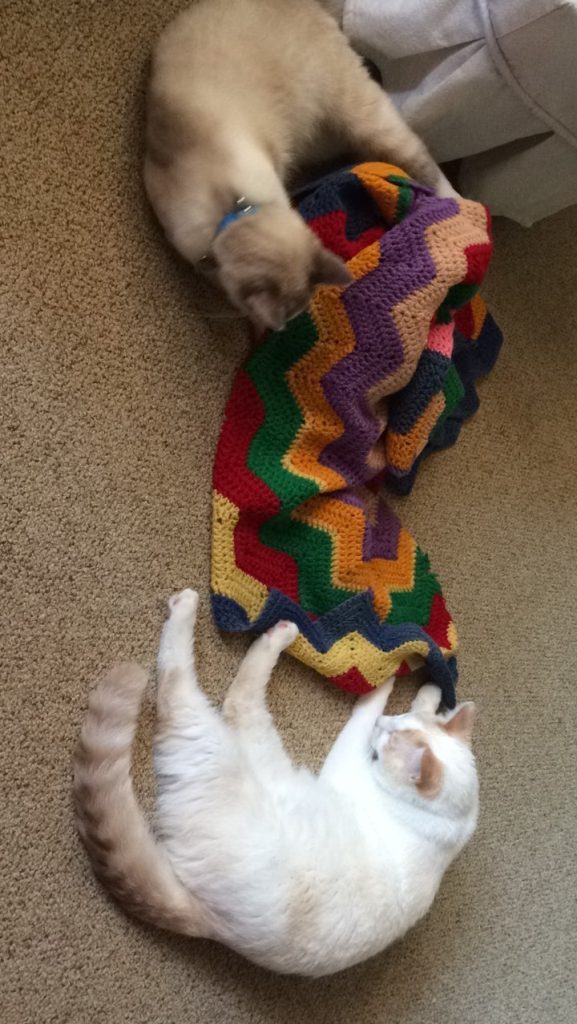 THREE LITTLE KITTENS BLOG | Katie and Spencer playing with their afghan