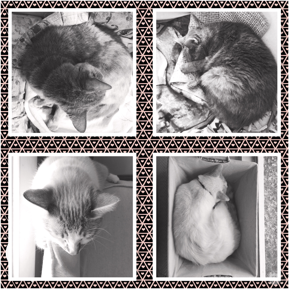 THREE LITTLE KITTENS | Sunday Bliss - Naptime