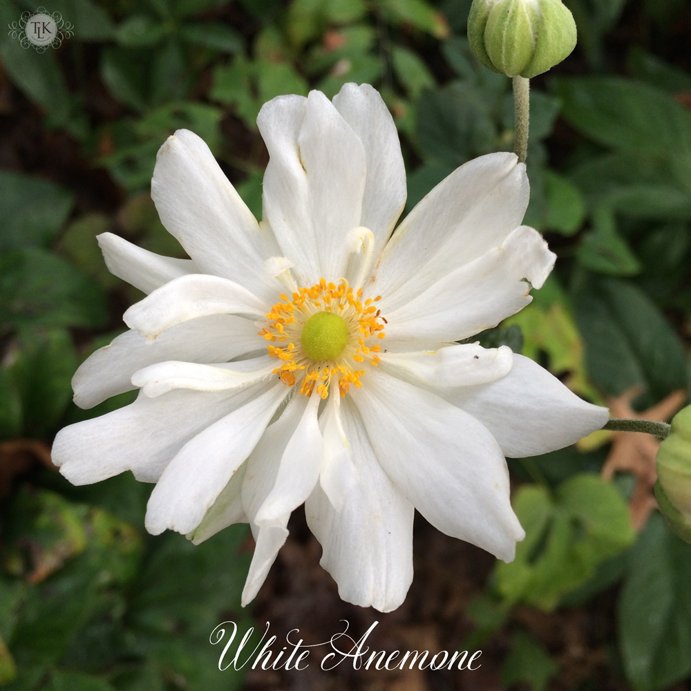 white-anemone