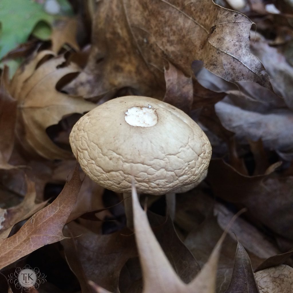 THREE LITTLE KITTENS BLOG | Sunday Bliss - Toadstool Love