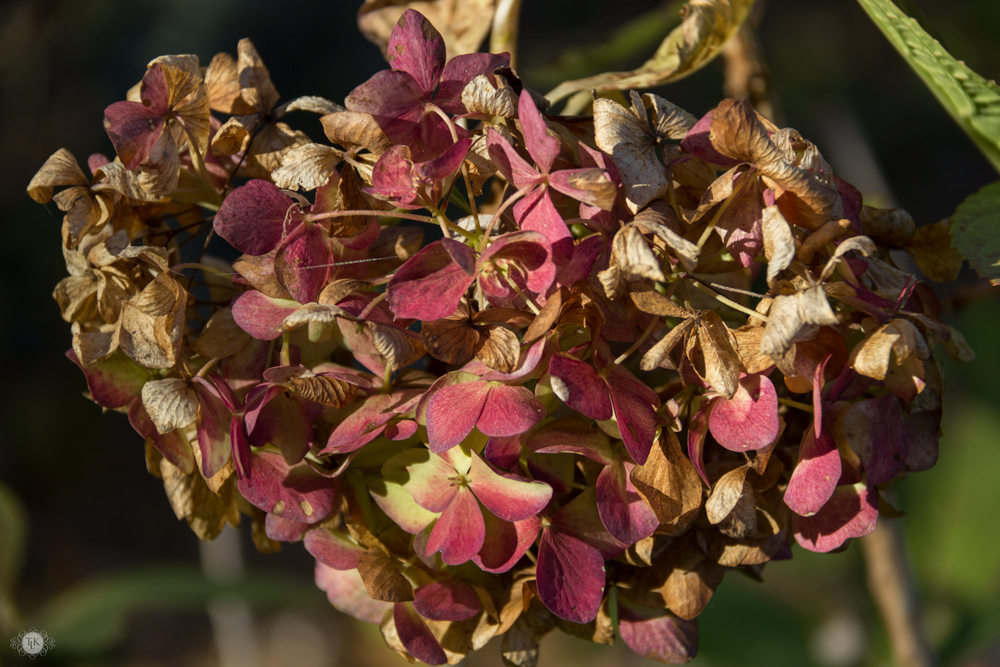 THREE LITTLE KITTENS BLOG | Sunday Bliss - Dried Hydrangeas in the Garden