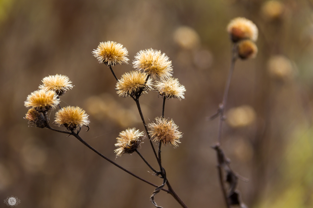 THREE LITTLE KITTENS BLOG | Sunday Bliss - Gone to Seed