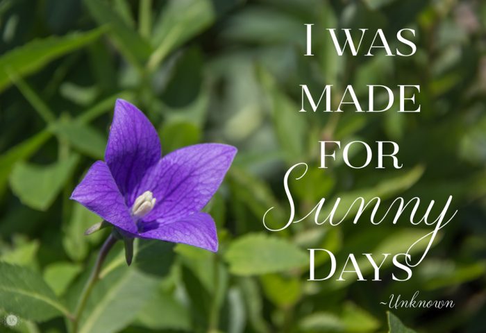 Welcome to summer with a fun little summer quote!