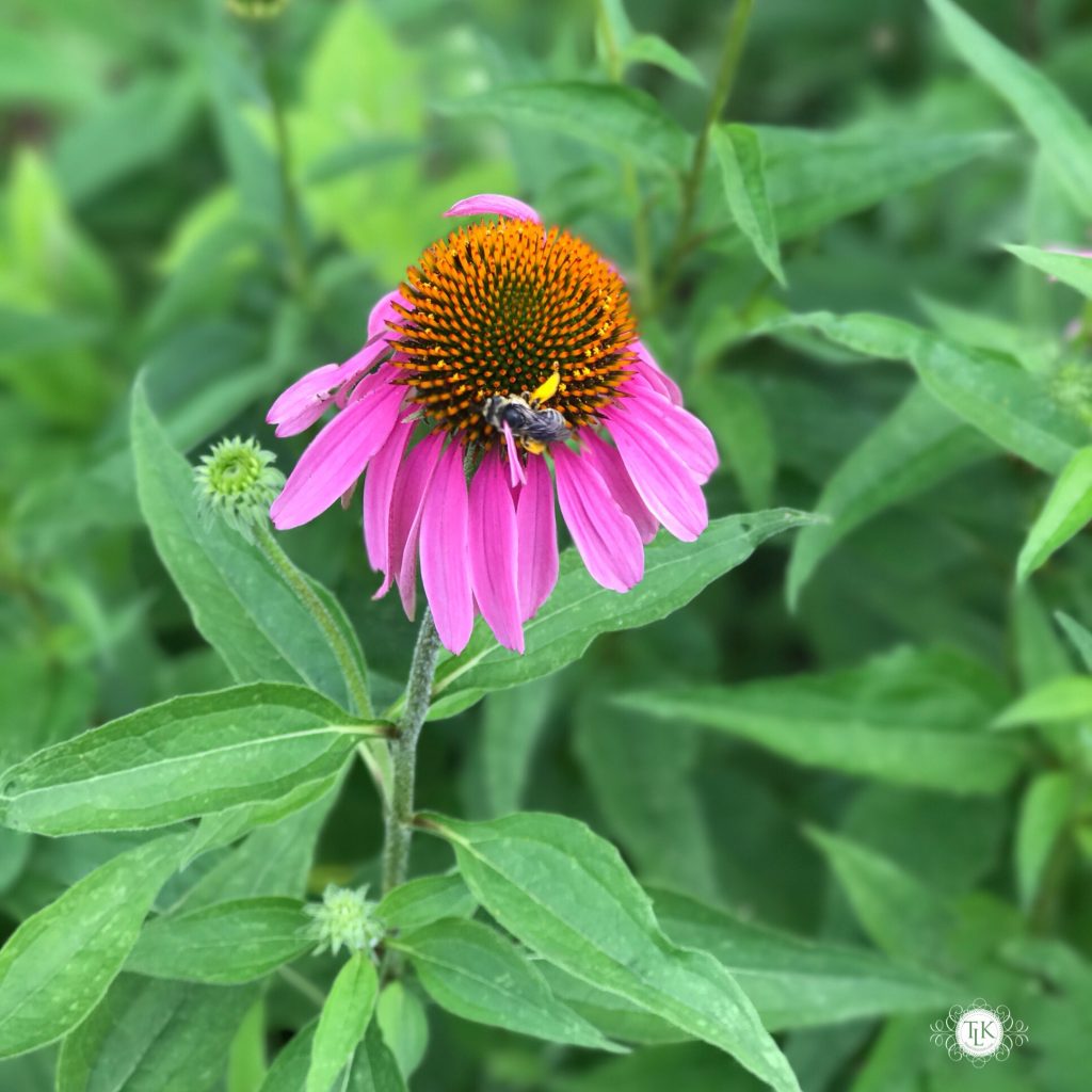 THREE LITTLE KITTENS BLOG | Sunday Bliss | Working the Ring of Pollen