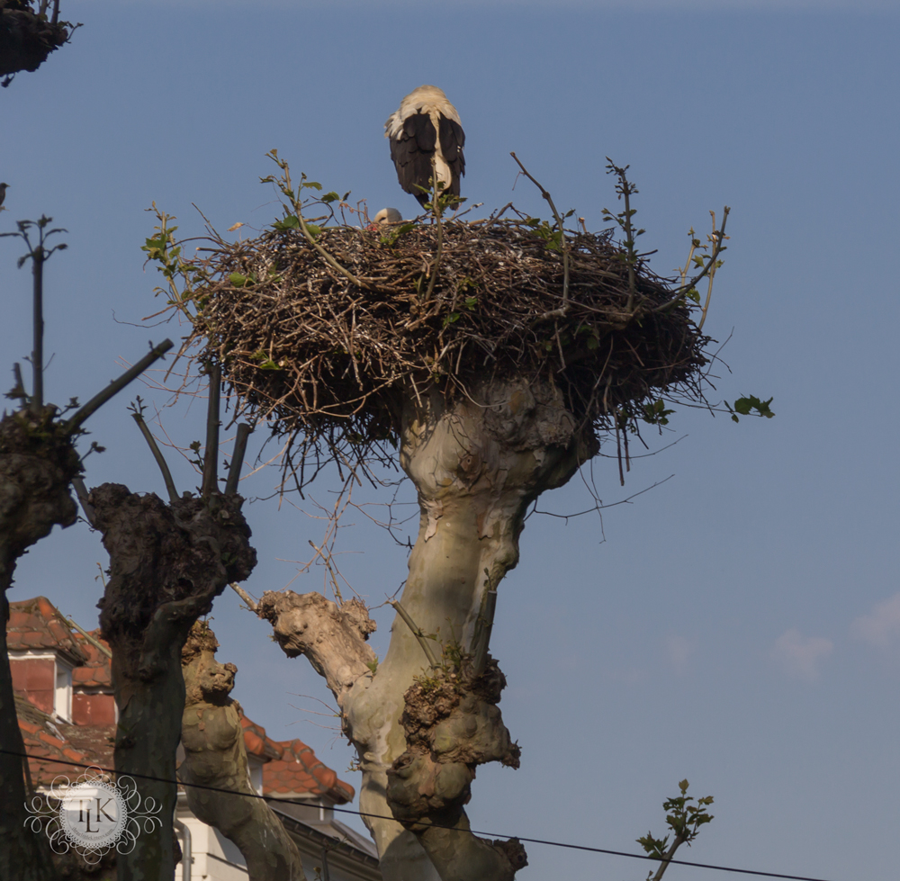 THREE LITTLE KITTENS BLOG | Strasbourg White Storks