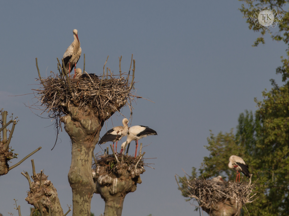 THREE LITTLE KITTENS BLOG | Strasbourg White Storks