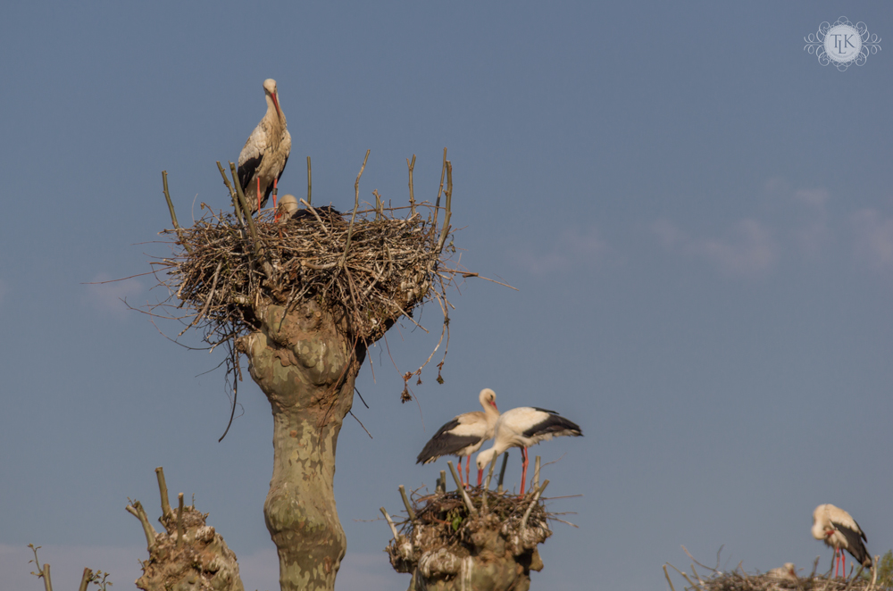 THREE LITTLE KITTENS BLOG | Strasbourg White Storks