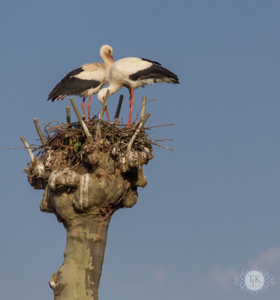 THREE LITTLE KITTENS BLOG | Strasbourg White Storks