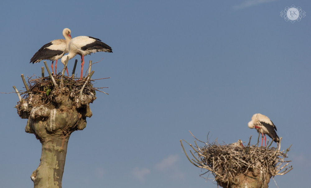 THREE LITTLE KITTENS BLOG | Strasbourg White Storks