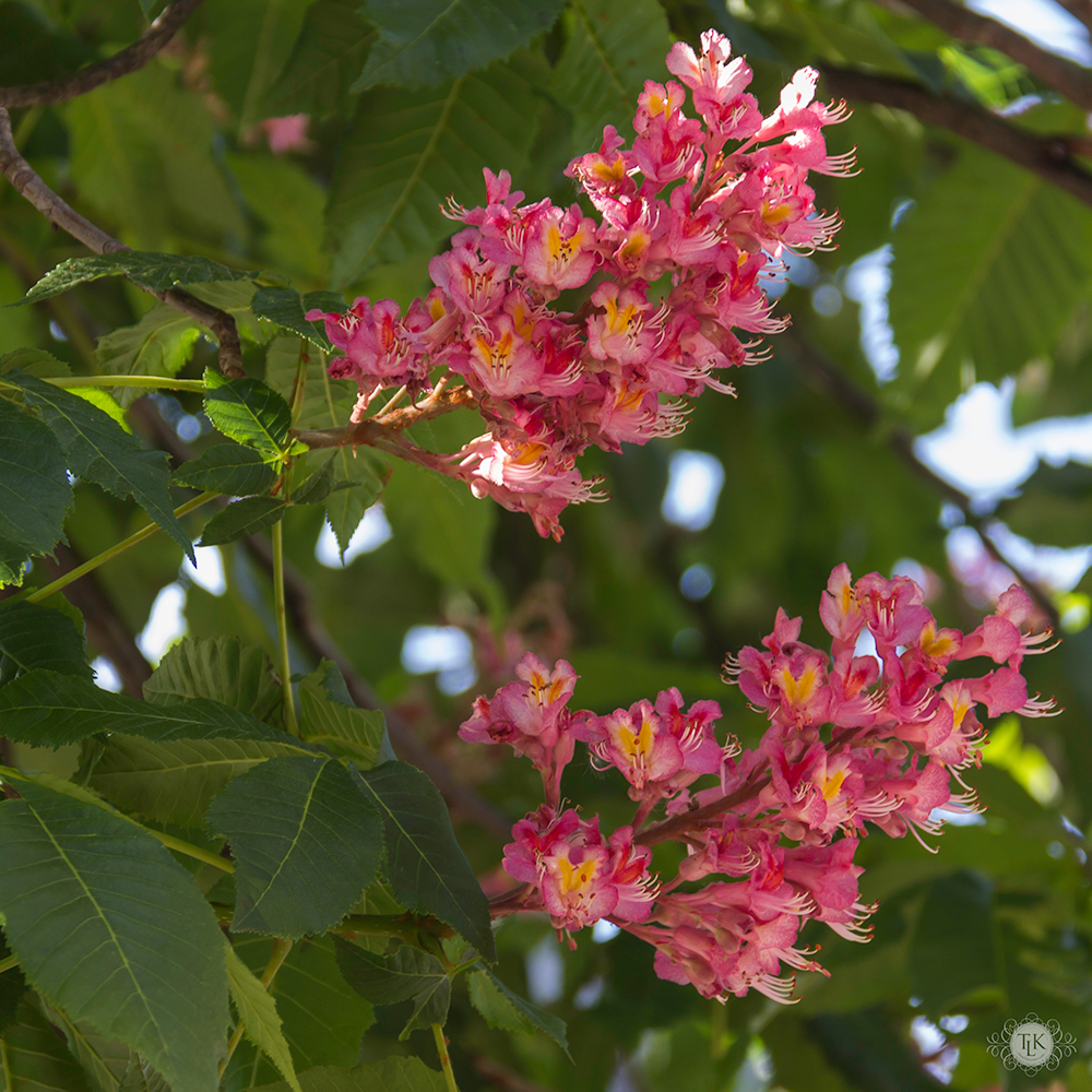 THREE LITTLE KITTENS BLOG | Red Horsechestnut Blooms