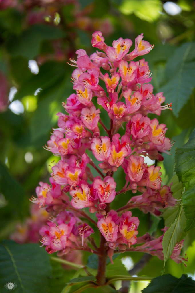 THREE LITTLE KITTENS BLOG | Red Horsechestnut Blooms