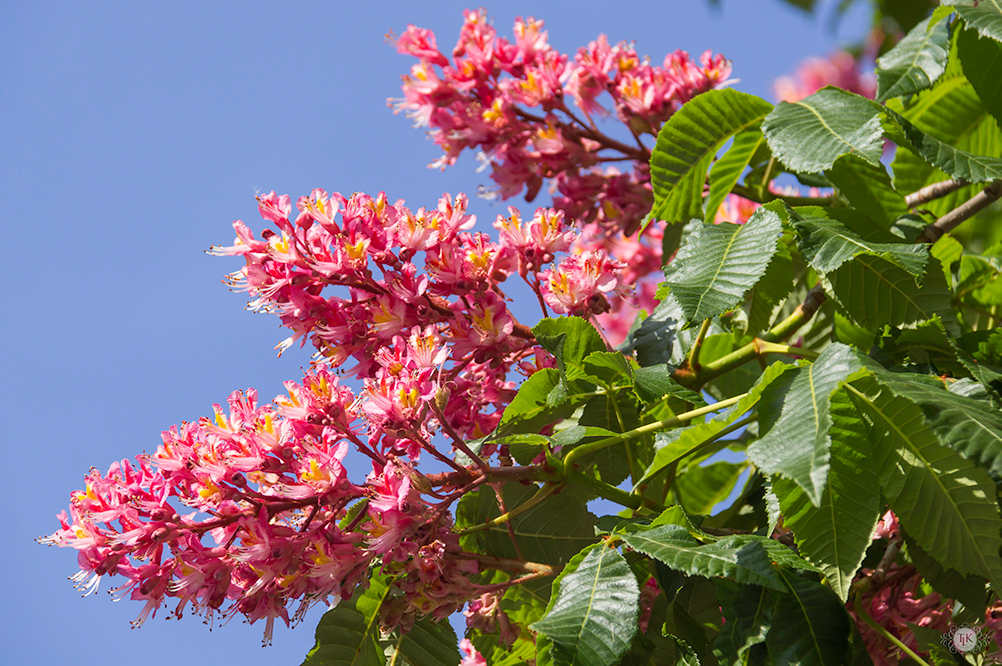 THREE LITTLE KITTENS BLOG | Red Horsechestnut Blooms