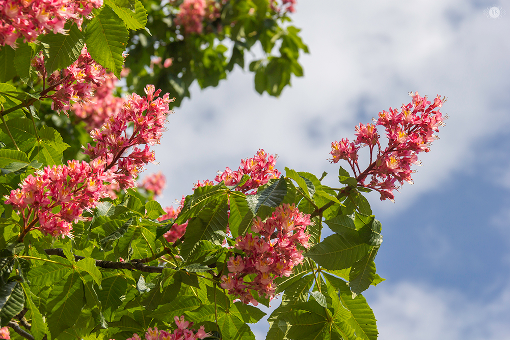 THREE LITTLE KITTENS BLOG | Red Horsechestnut Blooms