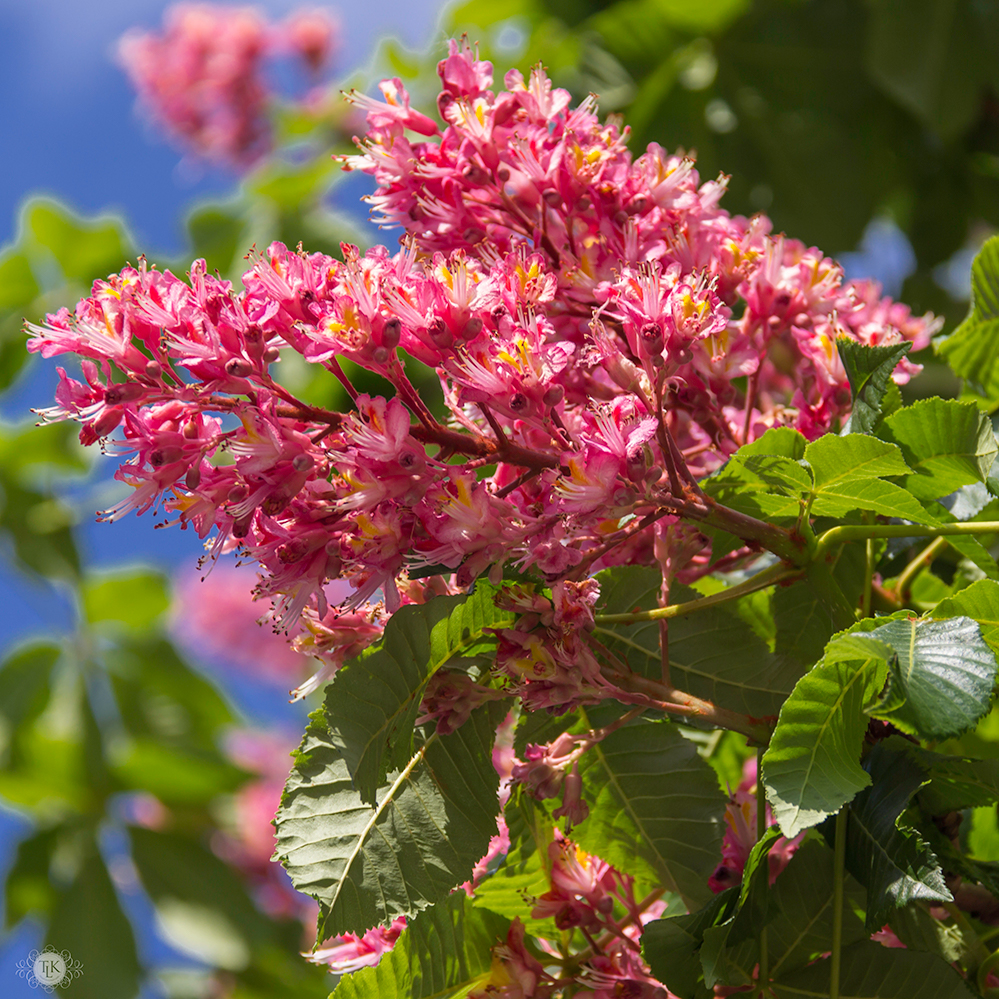 THREE LITTLE KITTENS BLOG | Red Horsechestnut Blooms