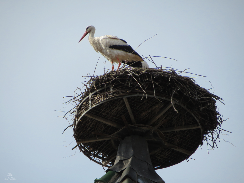 THREE LITTLE KITTENS BLOG | Strasbourg Stork