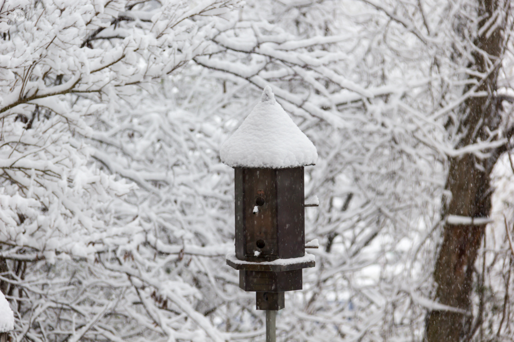 THREE LITTLE KITTENS BLOG | Bird feeder