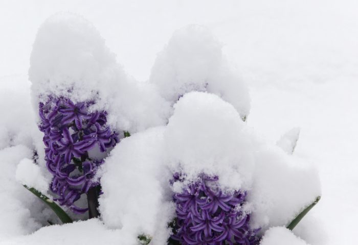 THREE LITTLE KITTENS BLOG | Sunday Bliss | Winter in Spring | Snow Covered Hyacinth by Keith Mucha