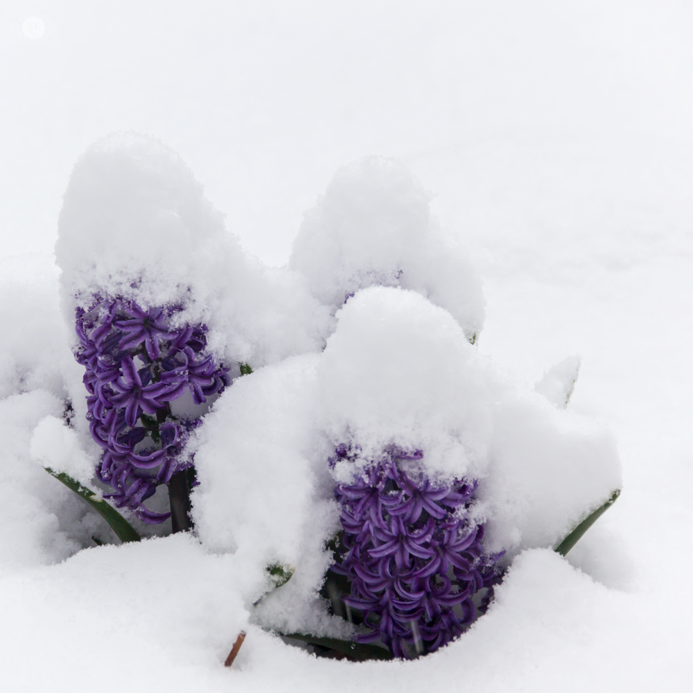 THREE LITTLE KITTENS BLOG | Sunday Bliss | Winter in Spring | Snow Covered Hyacinth by Keith Mucha 