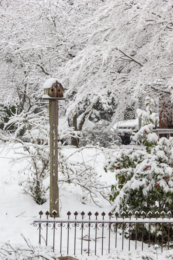 THREE LITTLE KITTENS BLOG | Snowy Scene