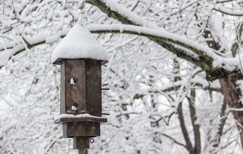THREE LITTLE KITTENS BLOG | Bird-Feeder