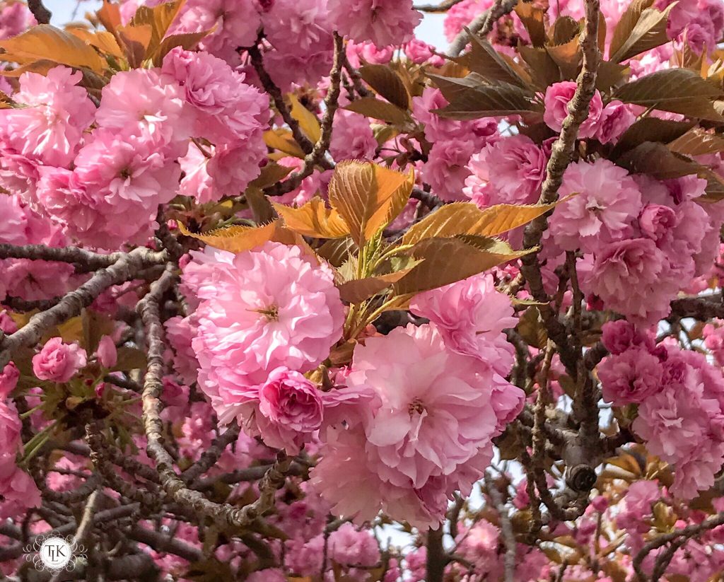 THREE LITTLE KITTENS BLOG | Sunday Bliss | Flowering Cherry Tree Blossoms