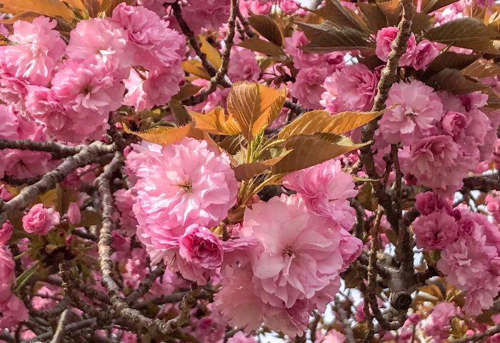 THREE LITTLE KITTENS BLOG | Sunday Bliss | Flowering Cherry Tree Blossoms