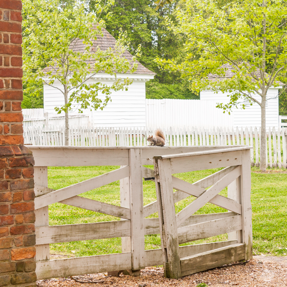 THREE LITTLE KITTENS BLOG | Squirrel on Fence