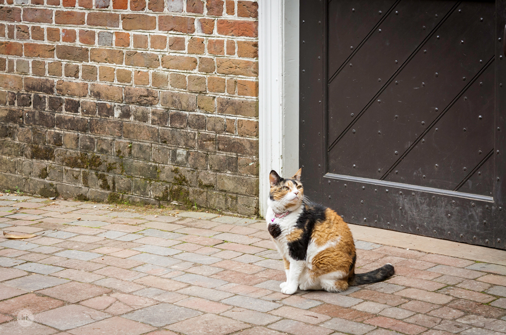 THREE LITTLE KITTENS BLOG | Colonial Calico