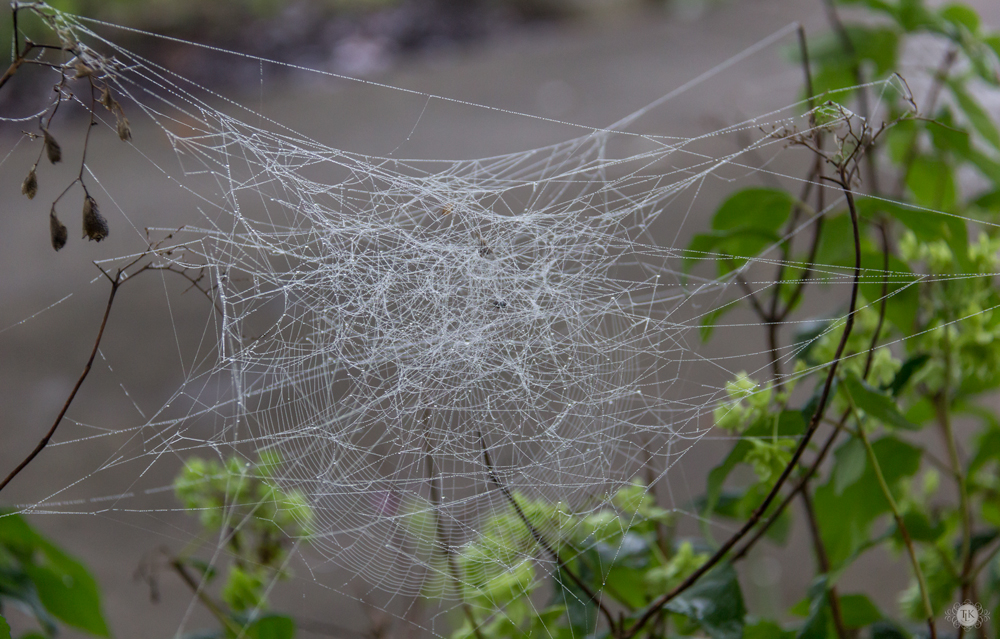 THREE LITTLE KITTENS BLOG | What a Tangled Web We Weave