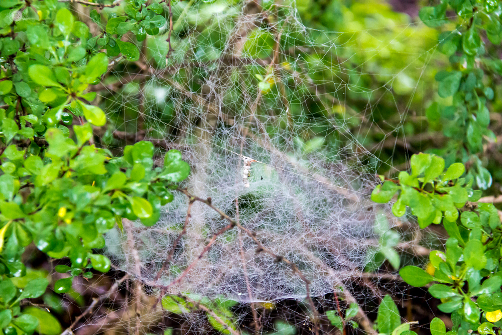 THREE LITTLE KITTENS BLOG | Spider Web Netting