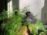 Stormie takes a nap in the fern