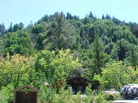 Beautiful Big Trees