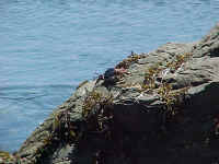 Crab