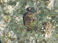 Crab