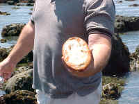 Sea Slug