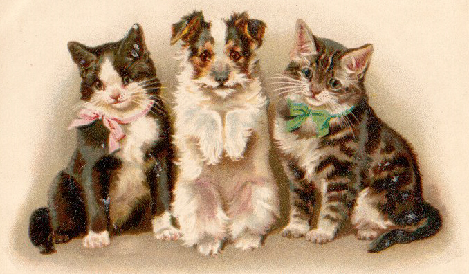 cats017.jpg